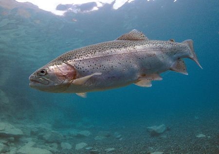 Rainbow trout, Capernwray.
F90X, 16mm. 400ASA. by Mark Thomas 
