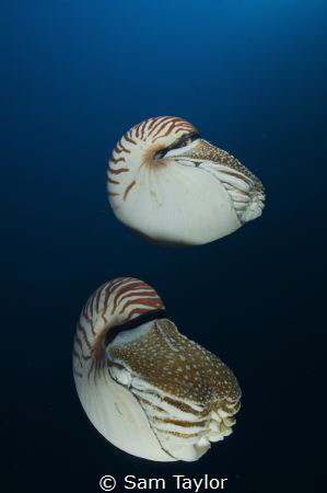 Nautilus Pompilus. Nikonos 5, 15mm lens by Sam Taylor 