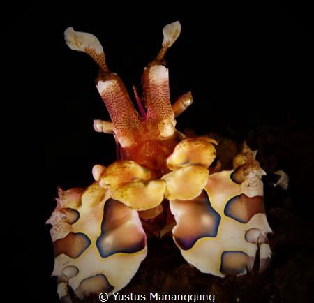 Show time. Harlequin Shimp. by Yustus Mananggung 