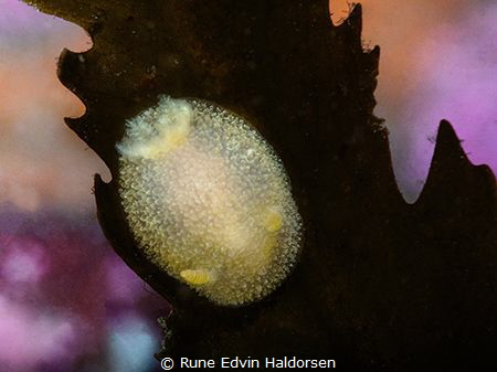 Onchidoris muricata posing on a bladderwrack by Rune Edvin Haldorsen 