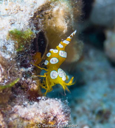 Sexy Shrimp by Carsten Schroeder 