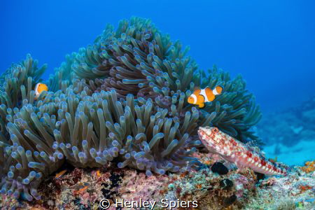 Reef Scene by Henley Spiers 