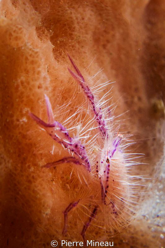 Hairy squat lobster hiding deep in the folds of a giant s... by Pierre Mineau 