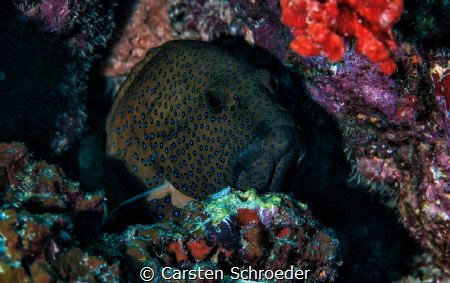 Cephaiophollis miniata by Carsten Schroeder 