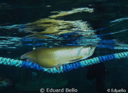 Silver Arowana. by Eduard Bello 