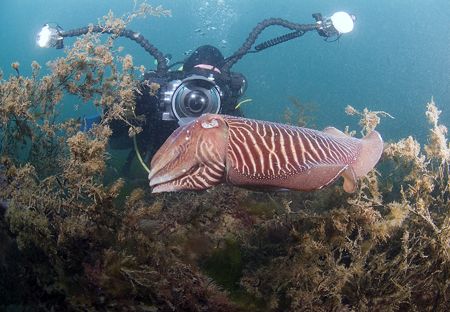 Take the shot Mr Thomas. 10.5mm.
Devon. by Derek Haslam 