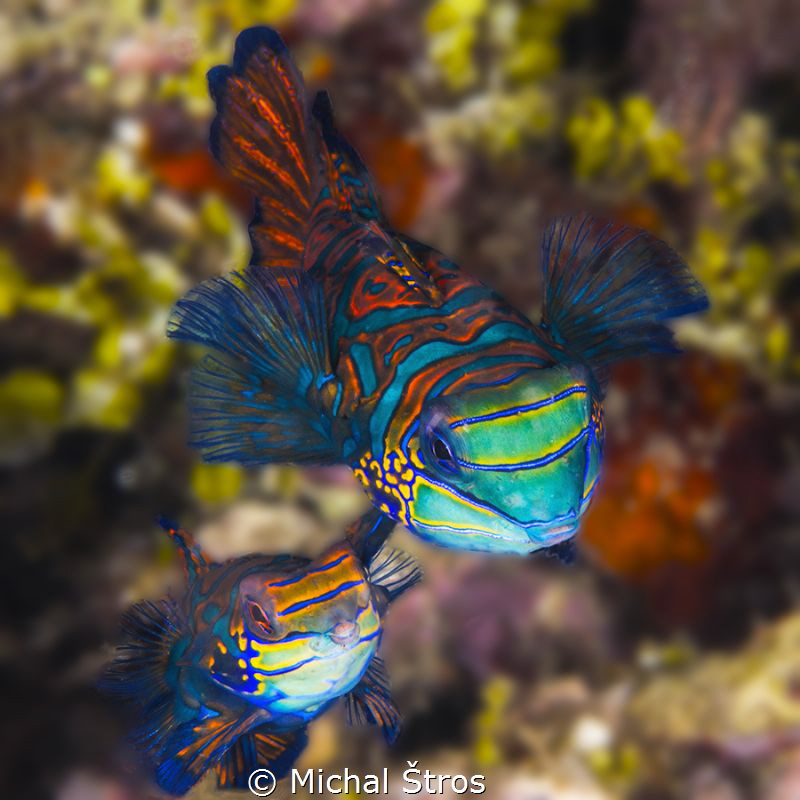 Mandarinfishes at the reef by Michal Štros 