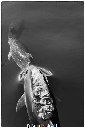 3 Bottlenosed dolphin in the bow wave by Arun Madisetti 