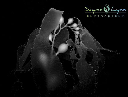 Channel Islands kelp forest! by Sayde Miura 