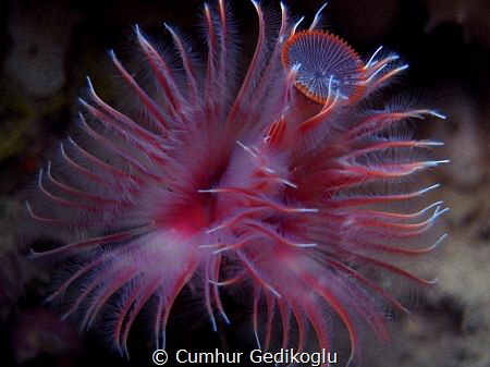 Serpula vermicularis by Cumhur Gedikoglu 