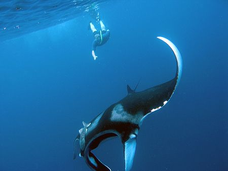  Who doesn't love swimming with mantas. by Tyania Diffin 
