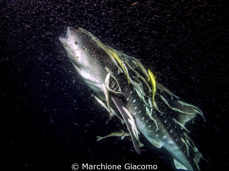 Whale shark eating undisturbed plankton and small fish. M... by Marchione Giacomo 