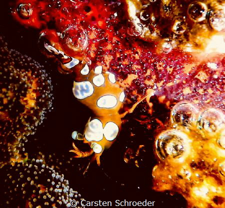Sexy Shrimp tken with Nikon aw130 by Carsten Schroeder 