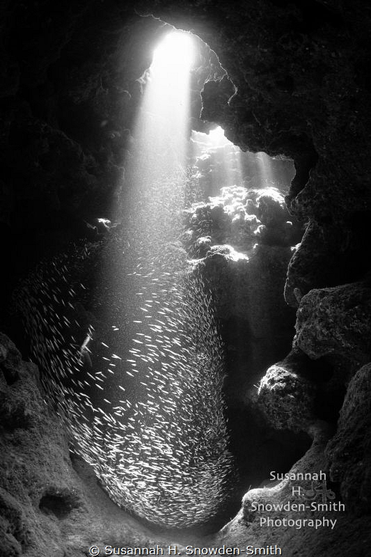 "The Whisk" - Silversides appear to be spun as they're dr... by Susannah H. Snowden-Smith 