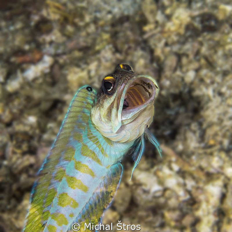 Jawfish by Michal Štros 