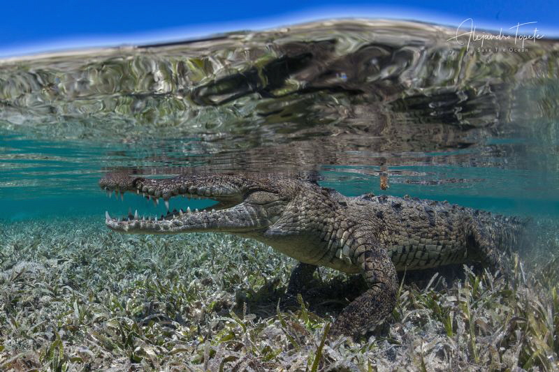 Cocodrile with Blue Sky, Gardens of the Queen, Cuba by Alejandro Topete 