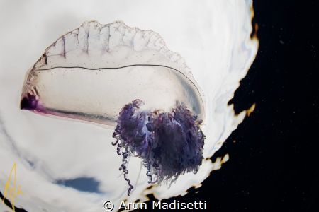 Physalia in open water by Arun Madisetti 