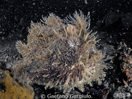 stargazer...AKA waiting for the dinner to fall from the sky by Gaetano Gargiulo 