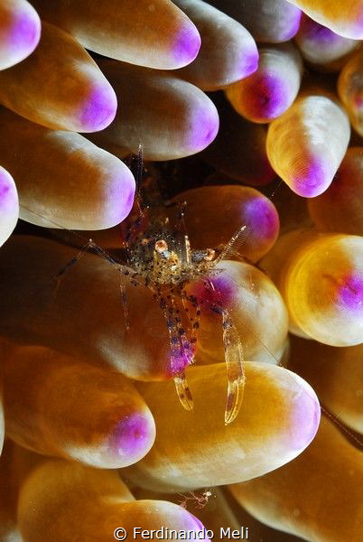 Ghost shrimp
(Periclimenes aegylios) by Ferdinando Meli 