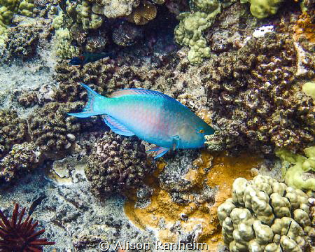 Parrotfish, Molokini Crater, Maui by Alison Ranheim 