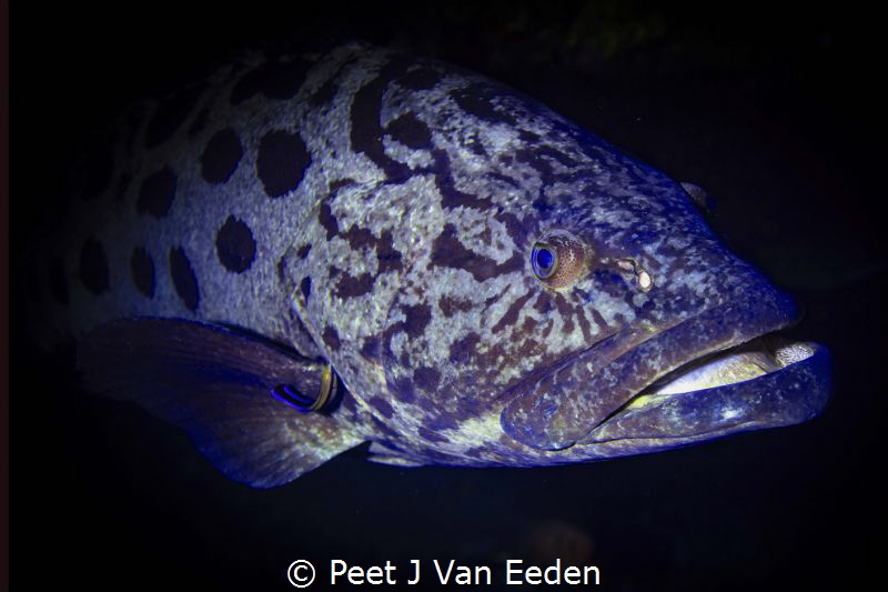 The Cleaning Station

A cleaner wrasse grooming a potat... by Peet J Van Eeden 