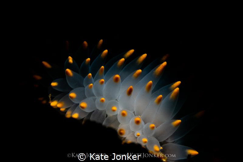 Inner Glow
Orange Gasflame Nudibranch detail, photograph... by Kate Jonker 