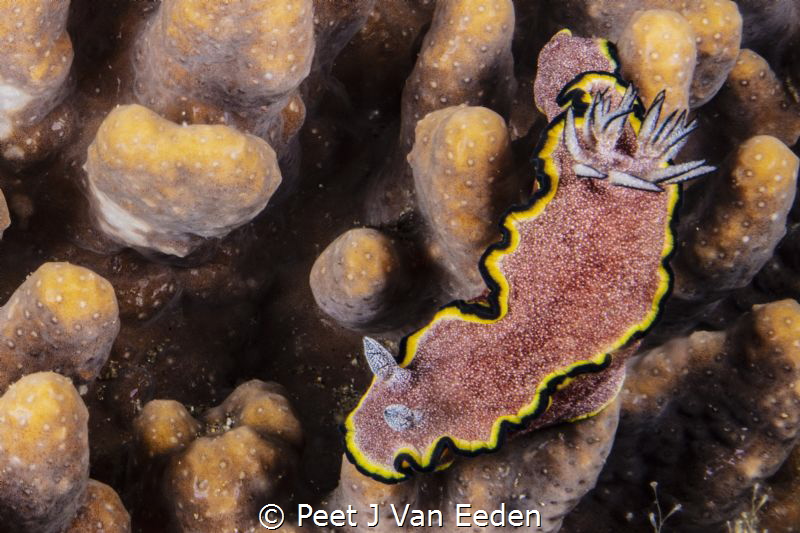 Boulder Hopping by Peet J Van Eeden 