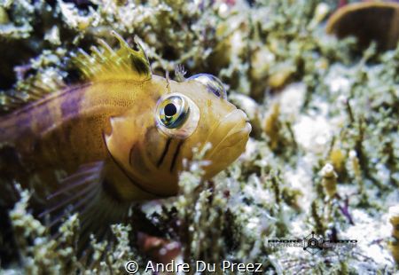 Speckled Klipfish - Hermanus, South Africa
Canon G16 by Andre Du Preez 