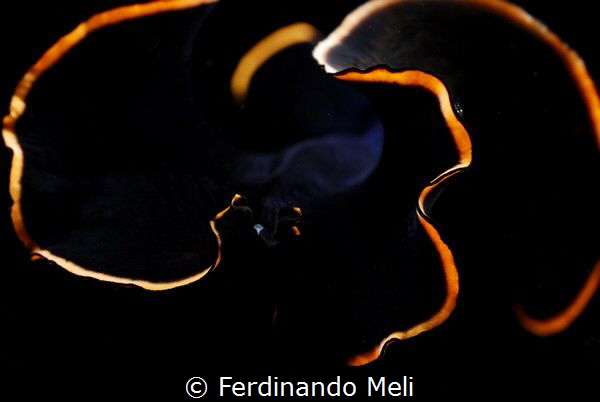Underwater swimming worm
(Prosthaceraeus splendidus) by Ferdinando Meli 