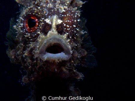 Hippocampus guttulatus by Cumhur Gedikoglu 
