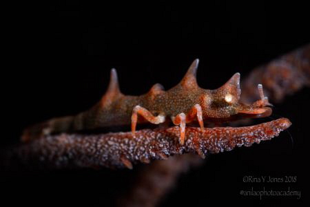 Miropandalus hardingi.
 by Rina Jones 