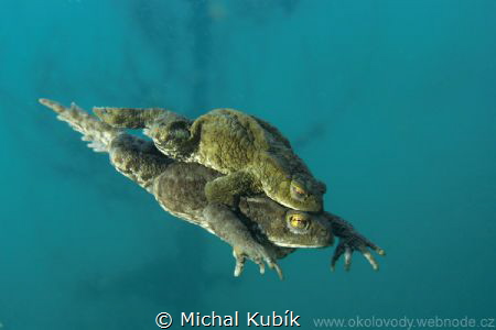 Mating toads by Michal Kubík 