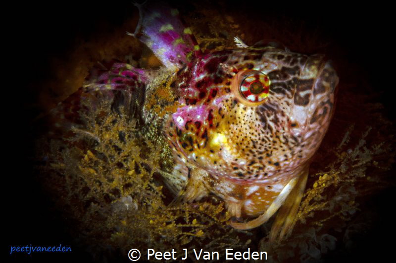 Colorful Klipvis by Peet J Van Eeden 