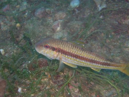 red Mullet by Hakan Taslicay 