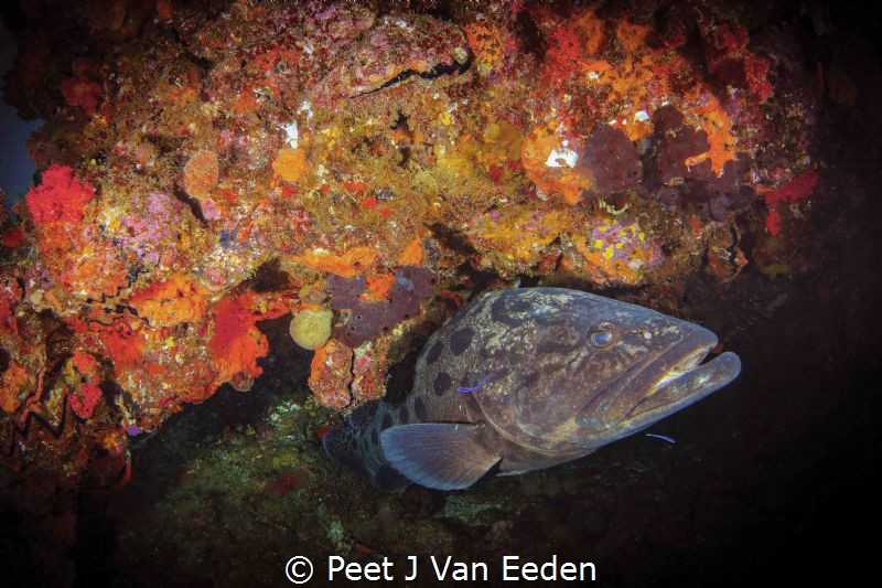 Potato Bass and cleaner wrasse by Peet J Van Eeden 
