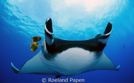 Manta at Socorro by Roeland Papen 