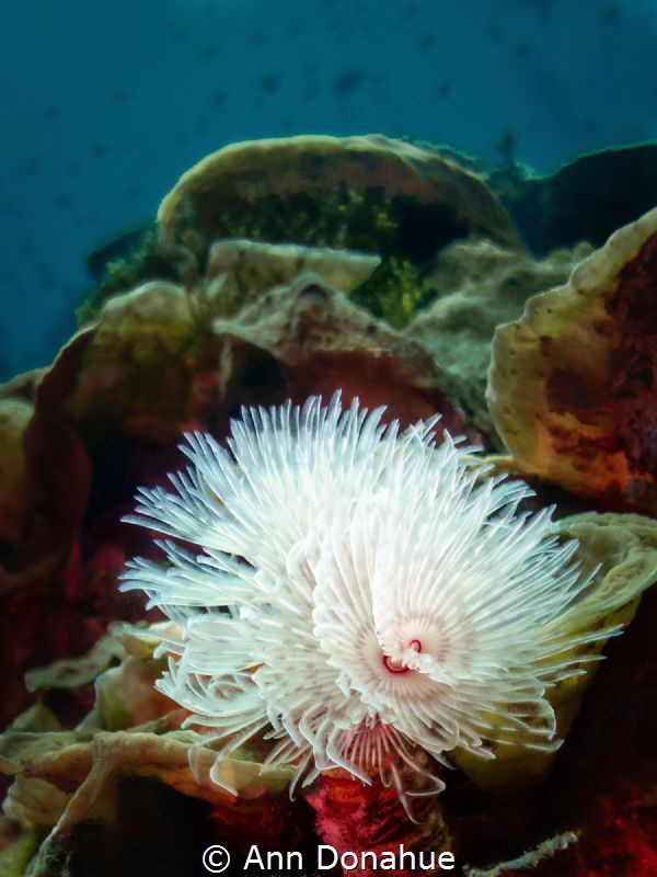 Feather duster worm reaching out
A bright feather duster... by Ann Donahue 