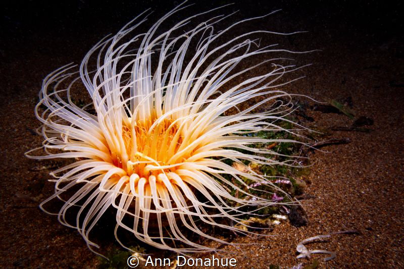 Glowing Anemone
It was easy to spot this vibrant tube an... by Ann Donahue 