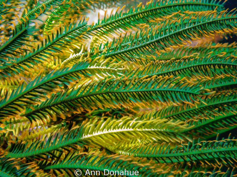 Crinoid Wave
A close-up look at a Crinoid arm.
 by Ann Donahue 