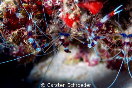 Clean crab by Carsten Schroeder 