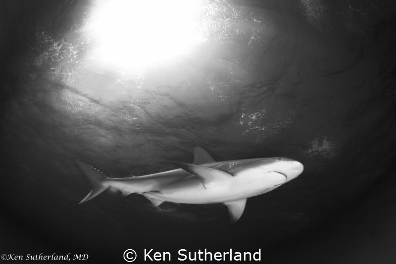 Shark in Snell's window
Reef shark shot at Tiger Beach. by Ken Sutherland 