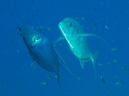 Jack & trigger swimming "hand in hand" Yolanda reef, Ras ... by Nikki Van Veelen 