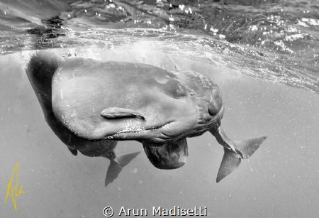 Spermie taken under permit by Arun Madisetti 