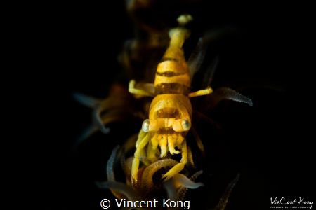 eyes to eyes
Pontonides ankeri
iso100, f36, 1/200s, wit... by Vincent Kong 