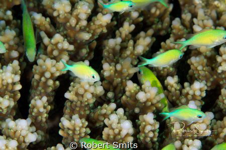 Small, colourful fish swimming over the hard corals in Ma... by Robert Smits 
