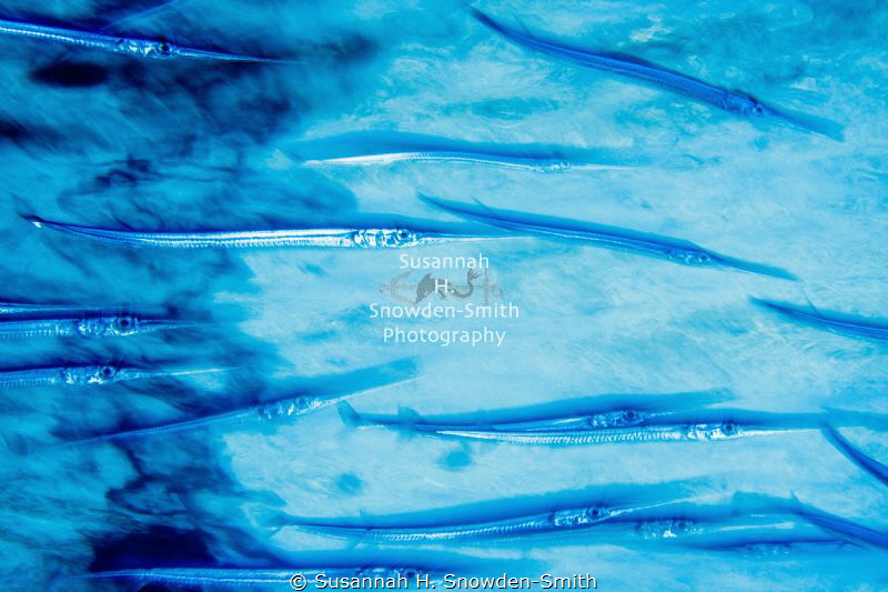 "Under The Dock" - A school of needlefish race under a do... by Susannah H. Snowden-Smith 