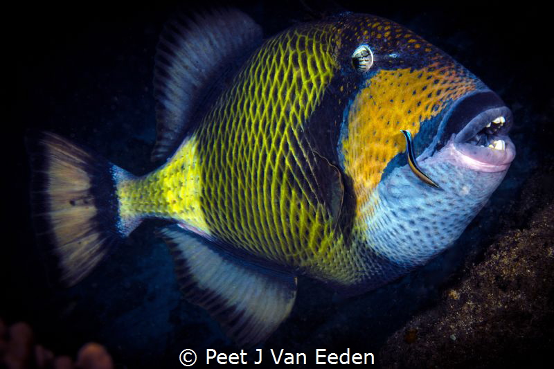 The Coral Cruncher
Parrot Fish and cleaner wrasse with i... by Peet J Van Eeden 