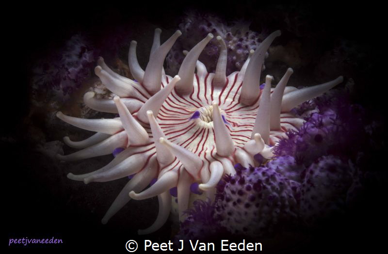 Reaching for the Stars

Violet spotted anemone. Little ... by Peet J Van Eeden 