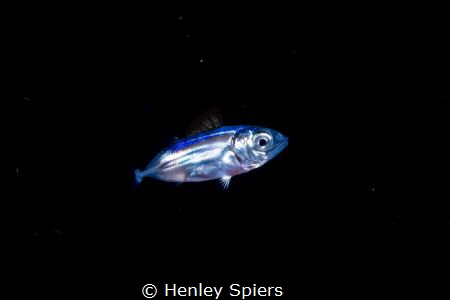 Larval Jack by Henley Spiers 