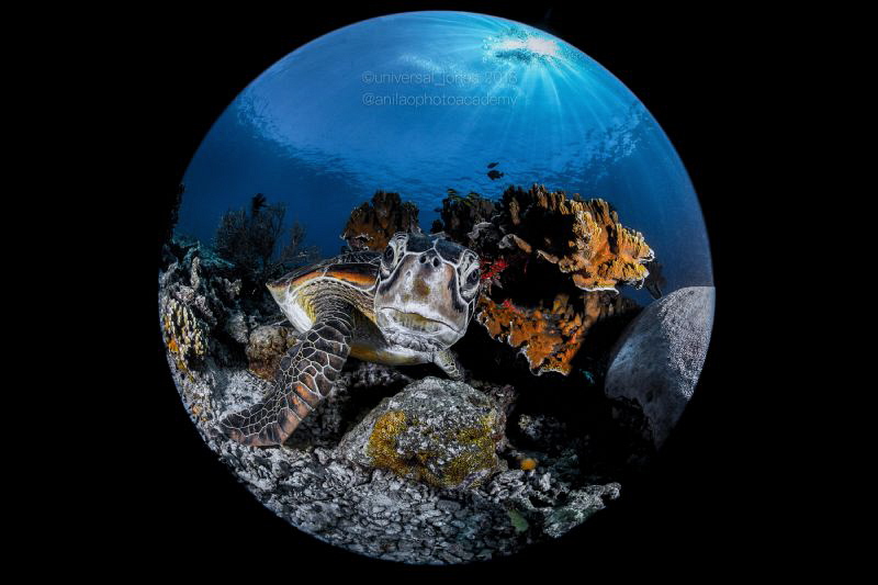 Chelonia mydas - Green Turtle
 (ENDANGERED) by Wayne Jones 